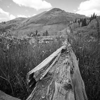 william widlund