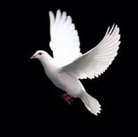 ابتهال خليفه