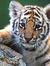 Vinay R...