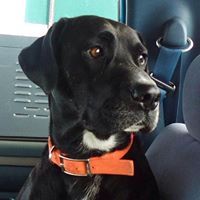 Stephanie Fitzgerald