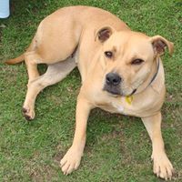 Apollo TriggerFaitele