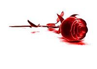 طارق القاضي