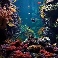 طالبة الرحمة