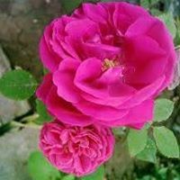 Rasha Khaled