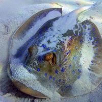 محمد الشافعى