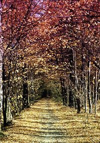 Espy Barreto E Morajkar