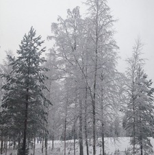 Eevi