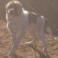 Агшаасан Будаа