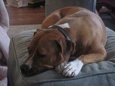 Peg Schuler-Armstrong