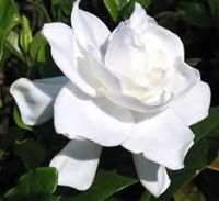 Elvia O'Connor Alvarado