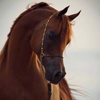 قاسم محاجنه