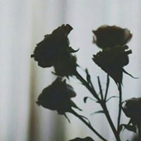 Wafaa Saud
