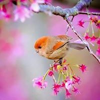 Shruthi Niranjanmurthy