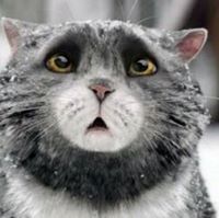 ΑΛΙΚΗ ΤΑΜΠΑ