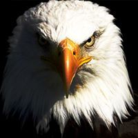 سفيان الأيوبي