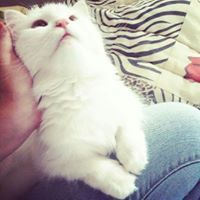 Shahii M-Uhammed Emad