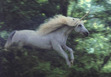 Rawan