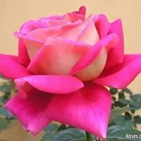 عطية الهلباوى