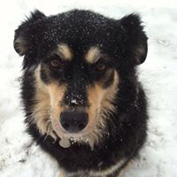 Robin Slack Dassinger