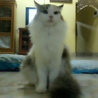 Fa Zulfa