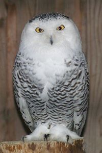 Brigitte Endres-Ludwig