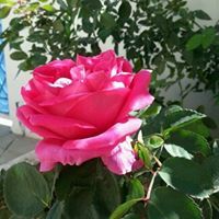 مصطفى البهلاني