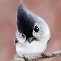 محسن السماوي