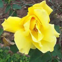 Pradeep KumarKasar