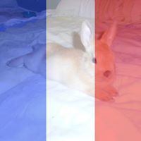 Богомил Благоев