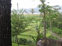 النمر ابن الاسد