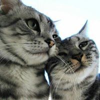 حسين الامارة