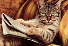 The Reading Cat