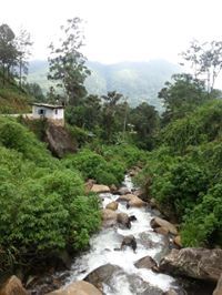 ابوريشة الرحال