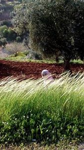 سيرين مأمون