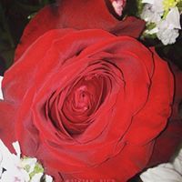 الورده الحمراء