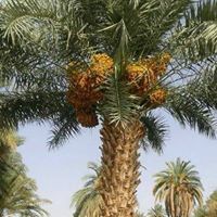 محمد الدنقلاوي