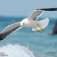 إشراقة مبدعة