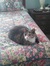 Phyllis