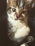 Deborah