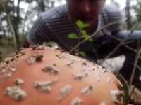 Daniel Arellano Torres