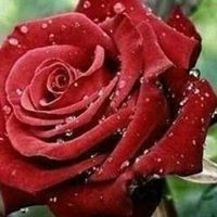 هند الهاشمي