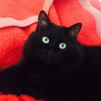 Alexander Katzenbaum