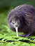 Kiwi wi...