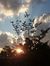 Dawn Botha