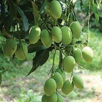 কলাপাতার ঘর