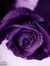 Violet ...