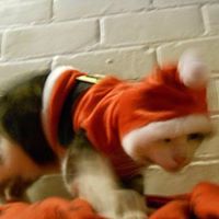 Gemma Willingham-Storr