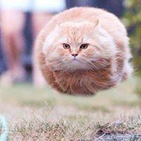 Chou Do
