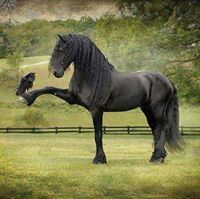 ابراهيم محمد فايز