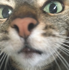 Tobias